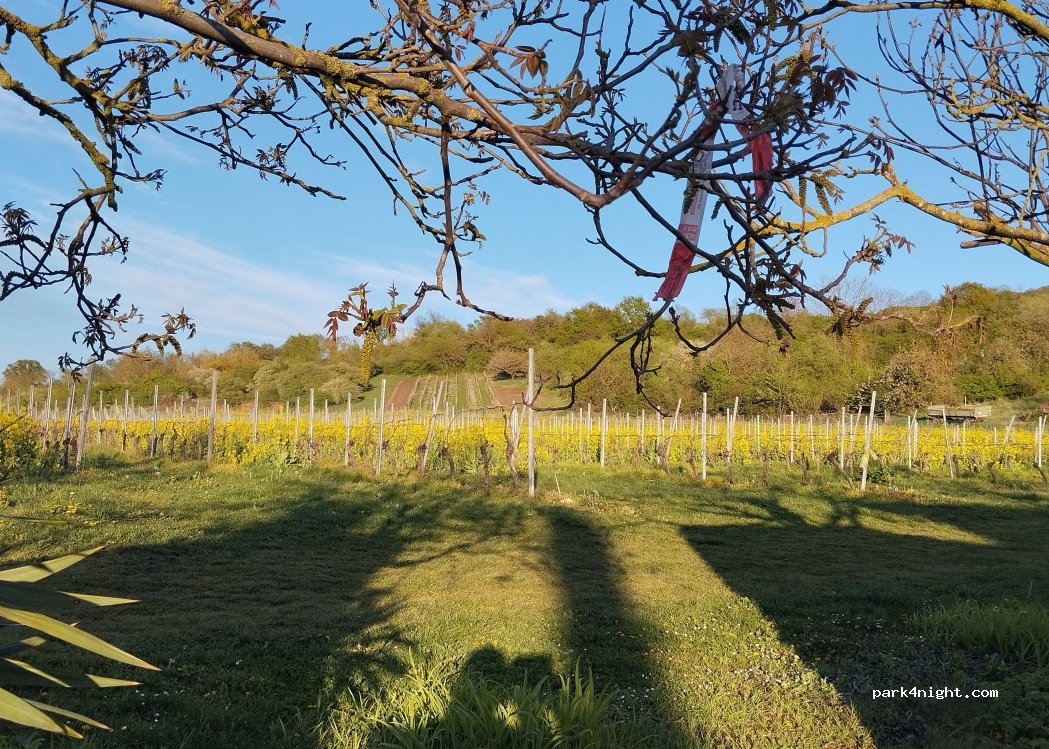 Weingut Gerharz- Hochthurn — foto 5