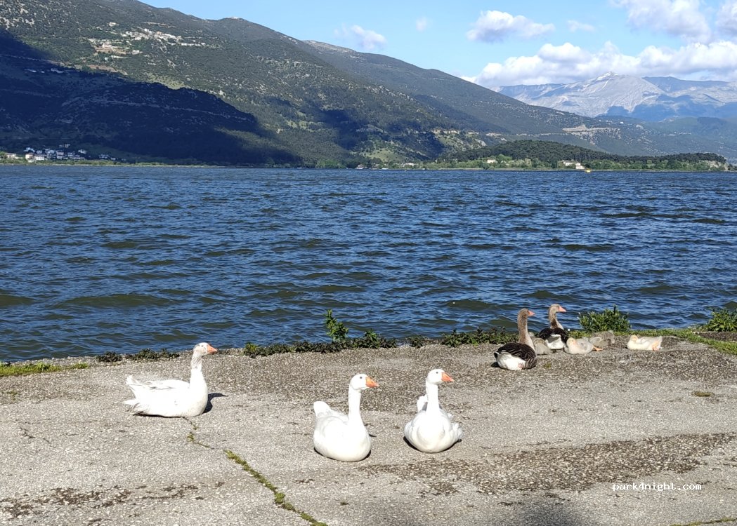 Camping LIMNOPOULA — foto 5