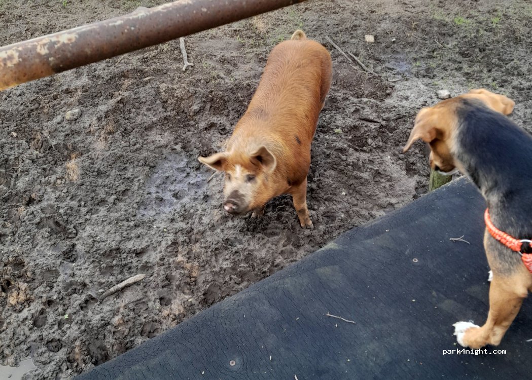 De Regte Heijden — foto 5