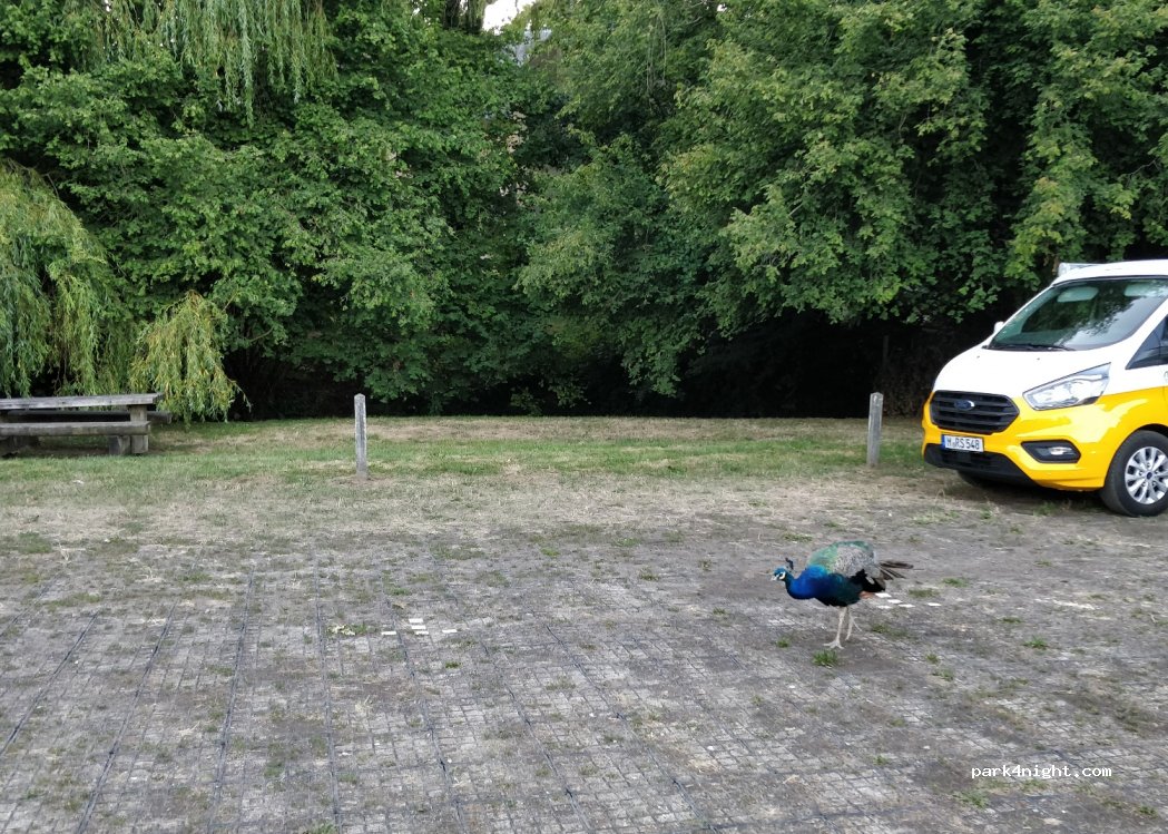 (14100) Saint Germain de livet - — foto 3