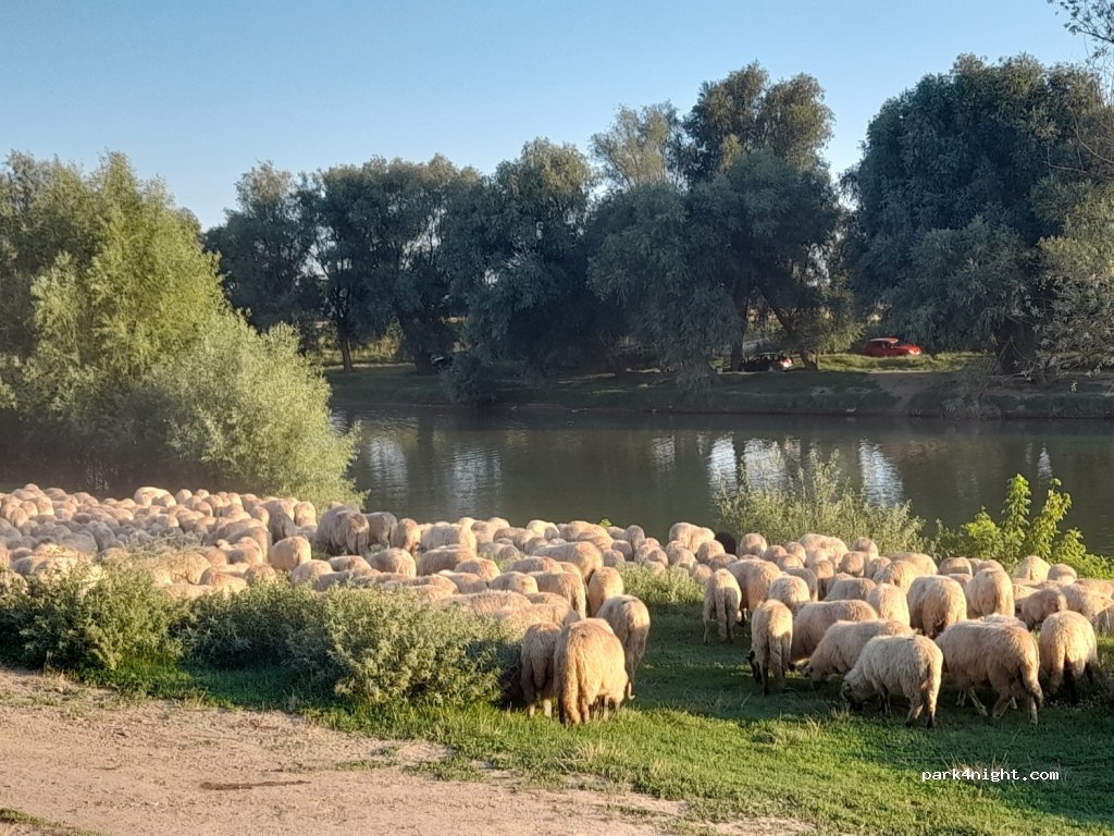 (307395) Șag - Strada a XII-a — foto 2