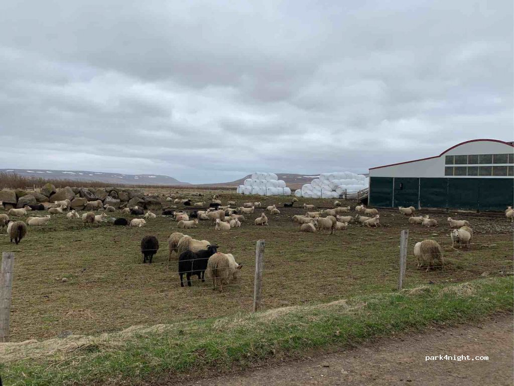 Ytra Lón Farm & Retreat — foto 2