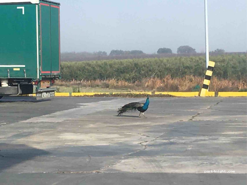 (06140) Talavera la Real - 3 Diseminado Diseminados — foto