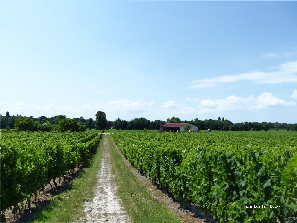Aire de camping-cars au milieu de vignes en AB — foto