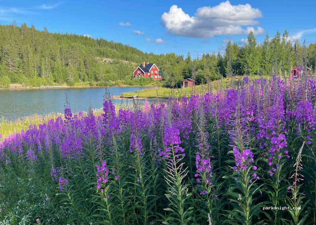 Tandsjö Camping — foto 4