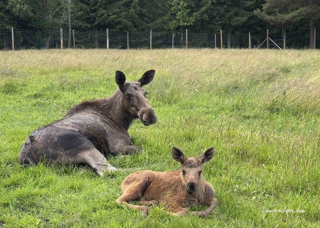 Elinge Elk Park — foto 4