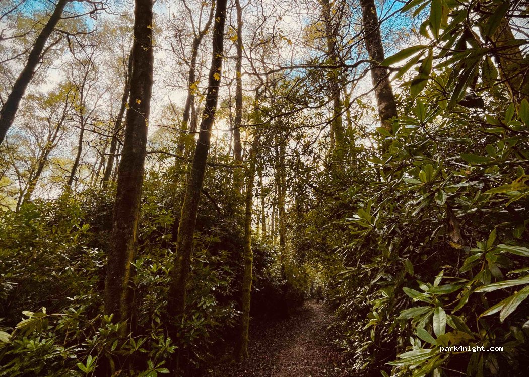 Alpine Grove Touring Park — foto 4
