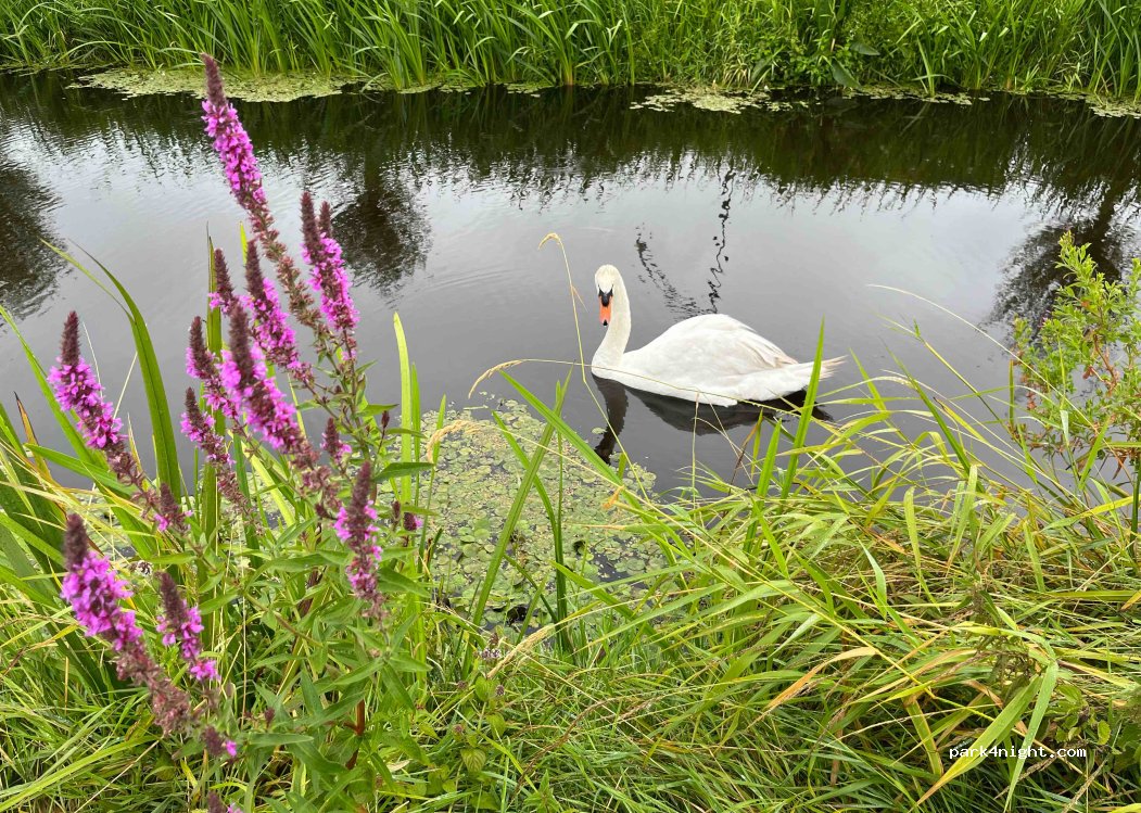 Camping,Haven Oosterzee — foto 4