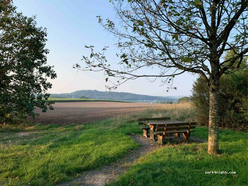 (96482) Ahorn - CO12 — foto