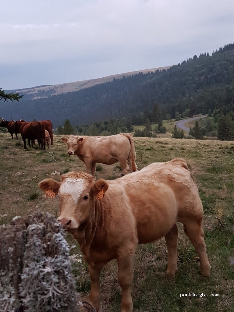 (15300) Albepierre-Bredons - D39 — foto 2