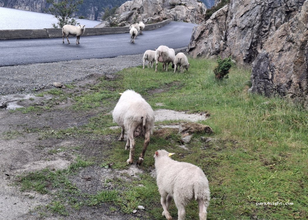 (4110) - 1 Sekundær Fylkesveg 496 — foto 4