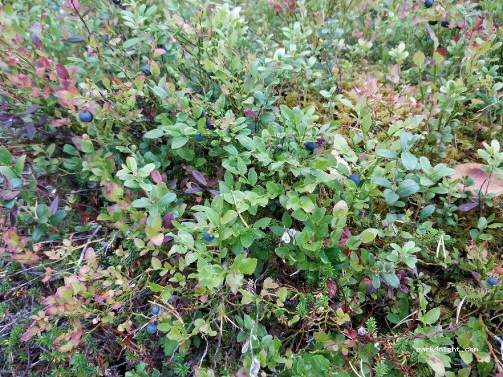 (2448) - Primær Fylkesveg 26 — foto 2