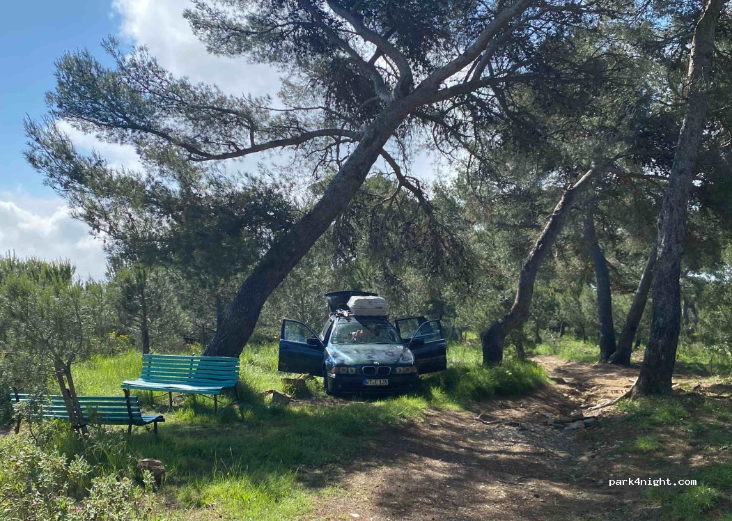 (18017) Cipressa - Strada Antica Torre — foto 3