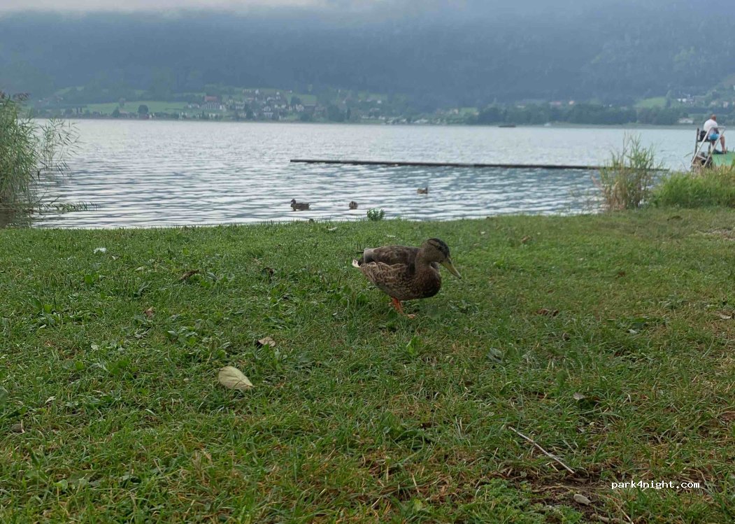 Camping Morgenfurt — foto 4