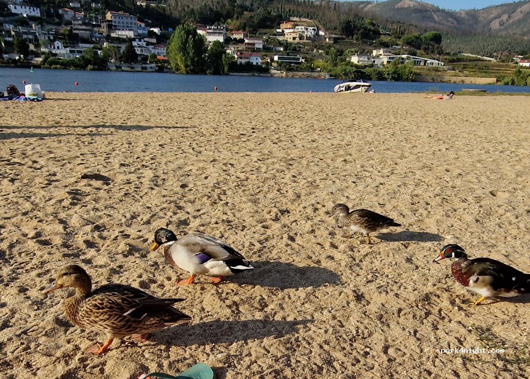 (4515) Lomba - Rua da Bouça — foto 4