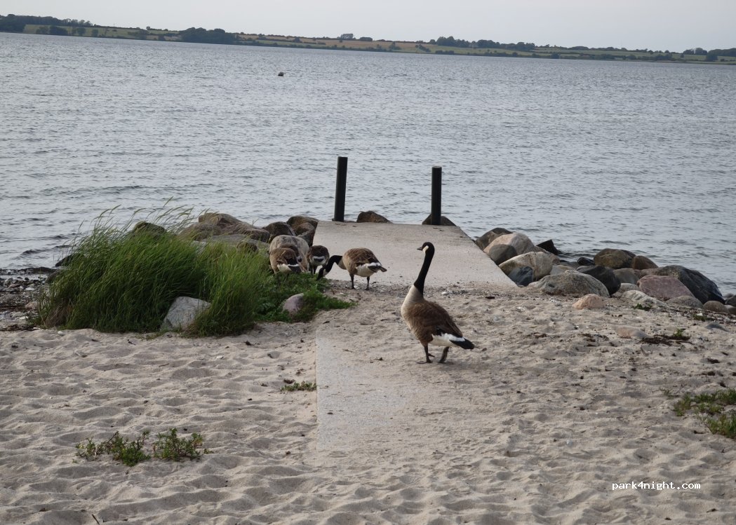 (24977) Westerholz - 5 Strandweg — foto 4