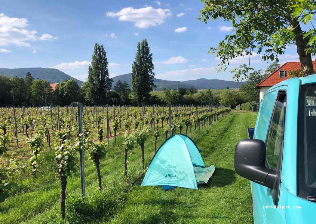 Weingut Erich Braun & Söhne — foto 3