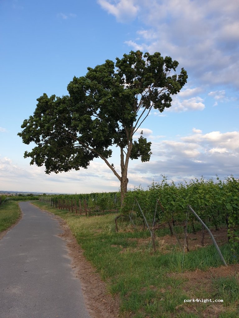 Weingut Alfons Hormuth — foto 2