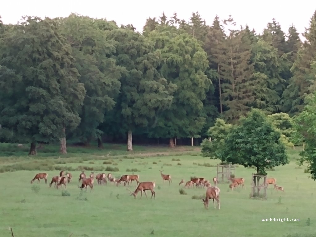 (66709) Weiskirchen - Zum Wildpark — foto 3