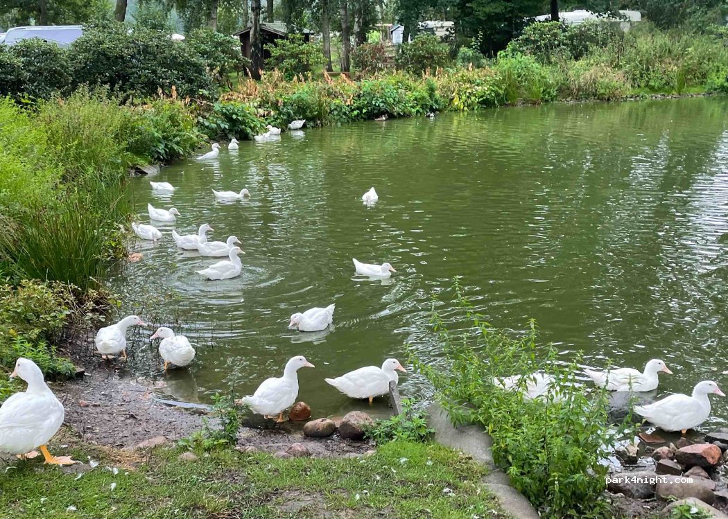 Camping Bruchsee — foto 2