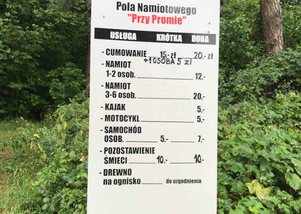 (11) Wierzba - — foto 2