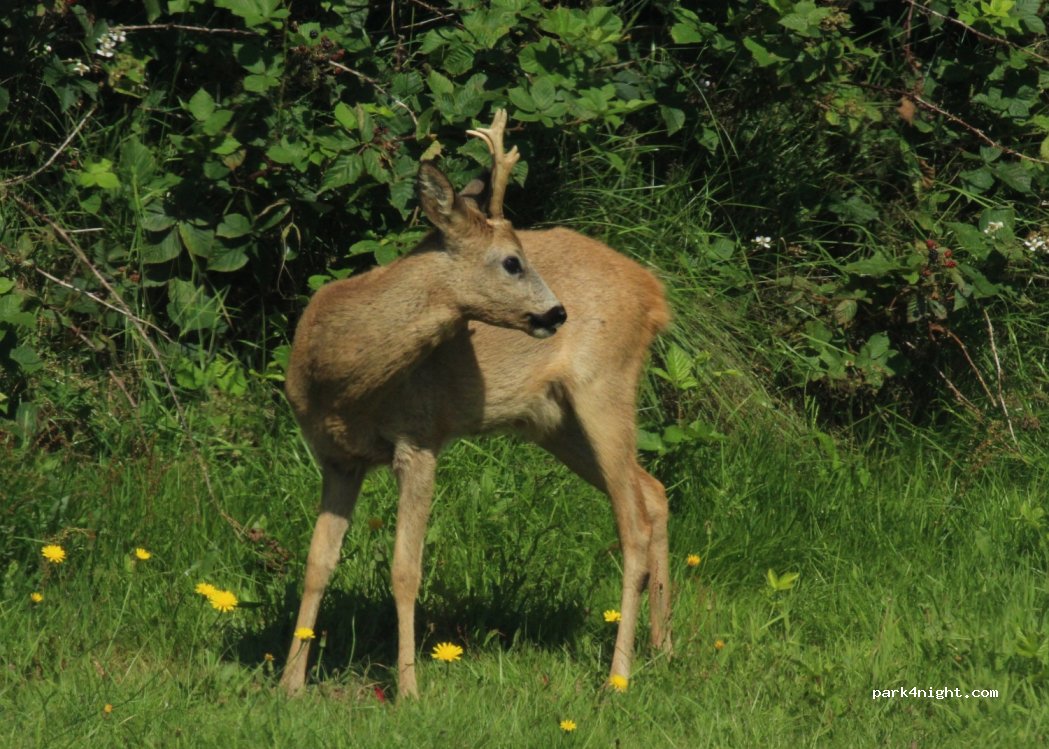 (6990) Ulfborg - Hugvej 5 — foto 3