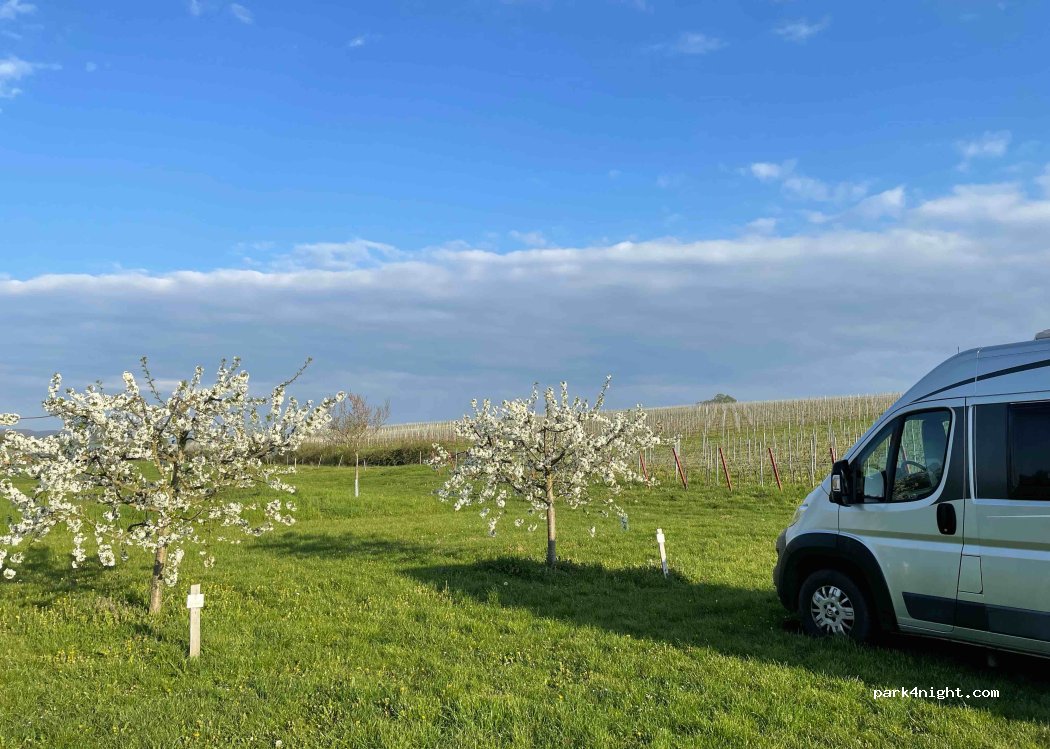 Weingut Junker — foto 3