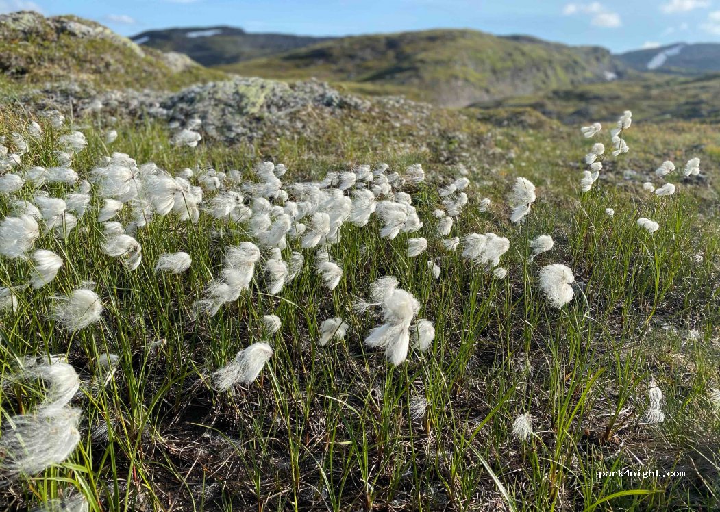 (6893) - 7 Søre Skjelingen — foto 3