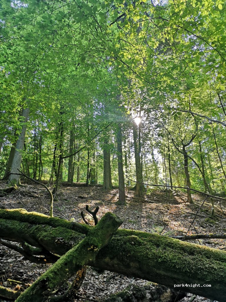 (67705) Trippstadt - 2 Oberhammer — foto