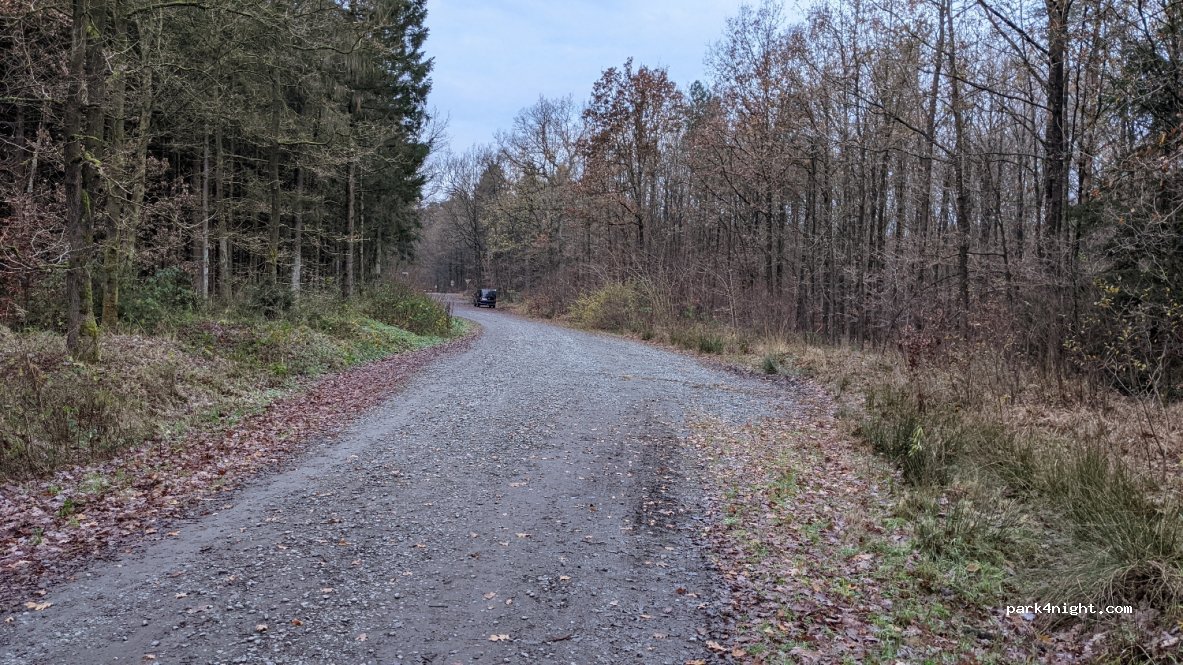 Wittmunder Wald — foto