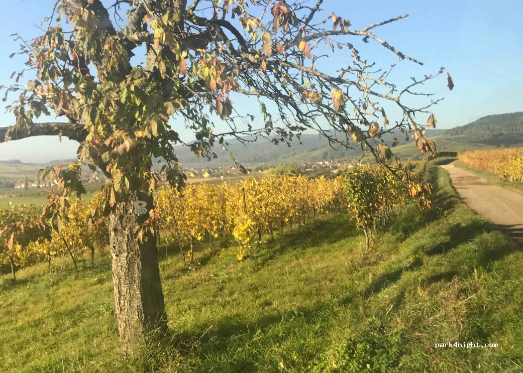 (67520) Westhoffen - D142 — foto 2