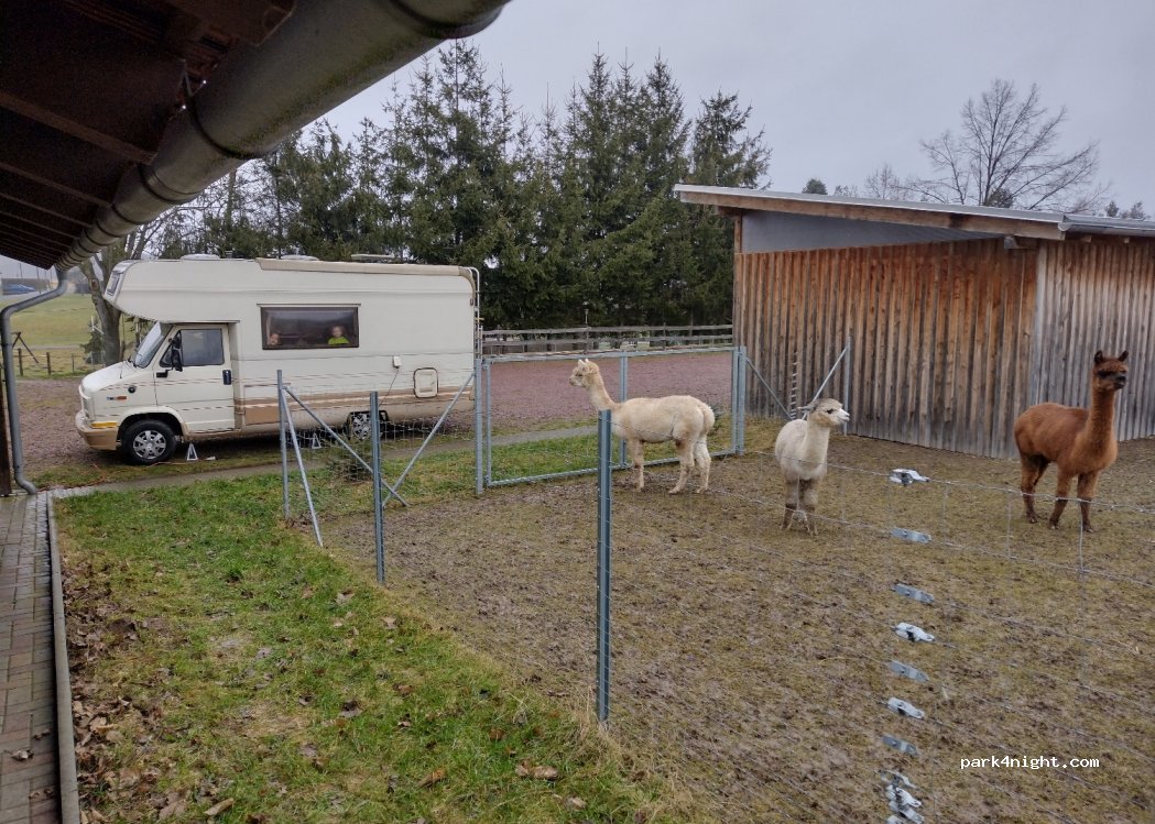 Alpakas am Nonnenwald — foto 2