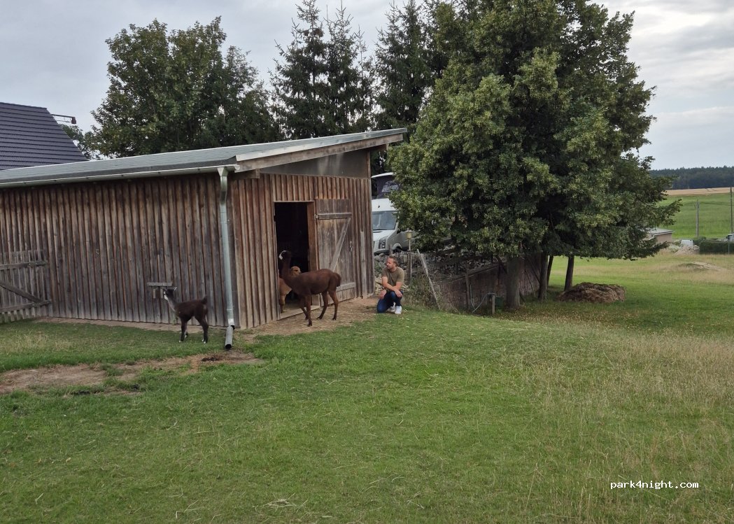 Alpakas am Nonnenwald — foto 5