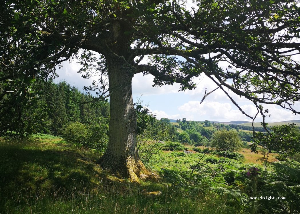 Rhydyglafes Farm — foto 3
