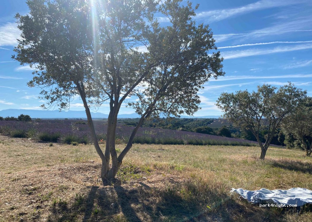 (04210) Valensole - Route de Manosque — foto