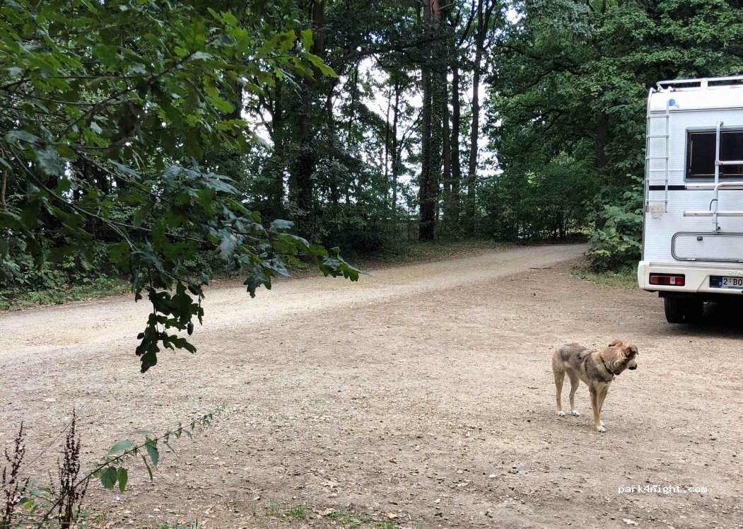 (2480) Dessel - 81 Nieuwedijk — foto 3