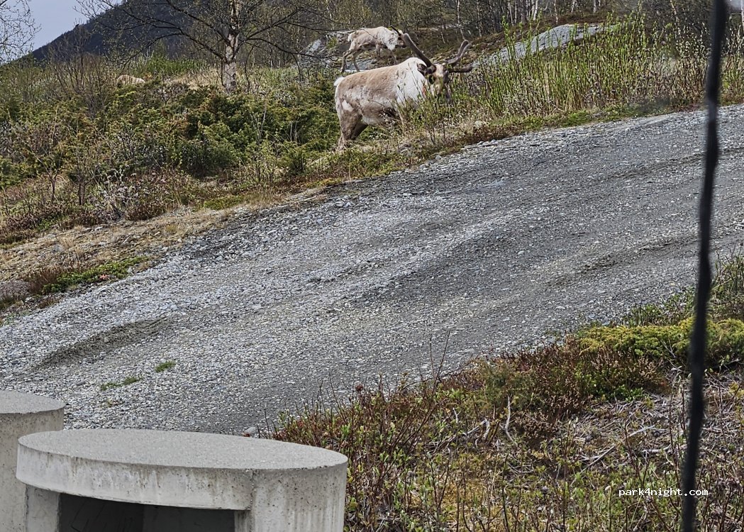 (2683) - Primær Fylkesveg 51 — foto 5