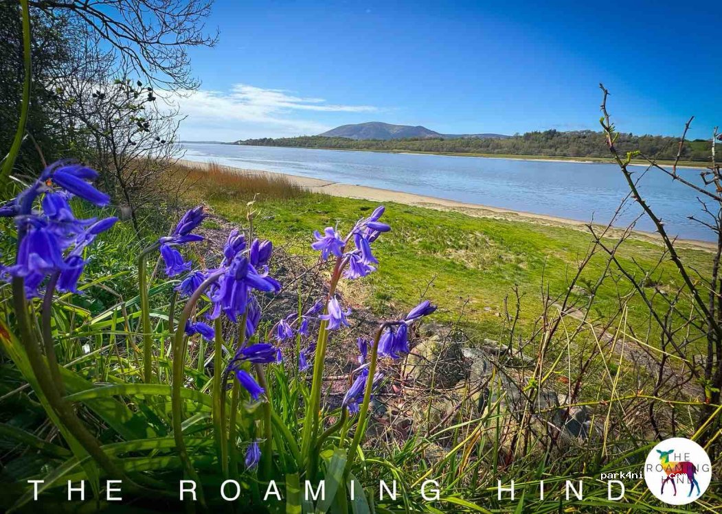 (DG1 4RF)  - 2 Shore Road — foto 4