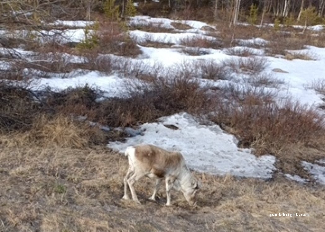 (930 90) Arjeplog - 95 — foto 3