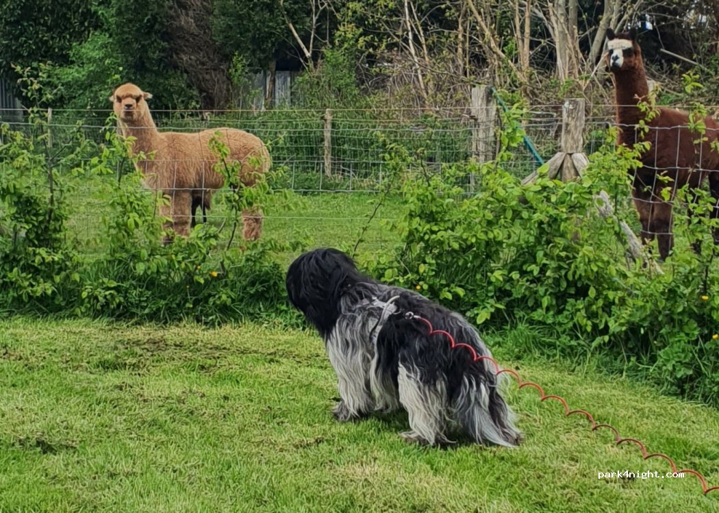 Camperplaats De Veldhoekhoeve — foto 4