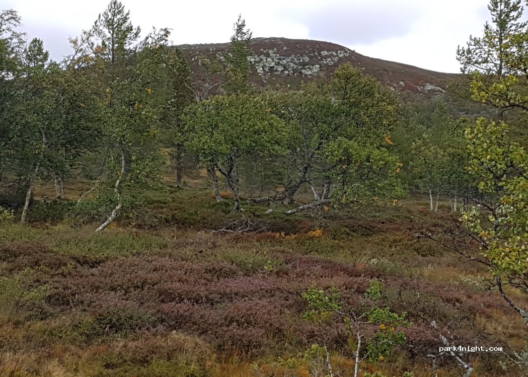 (2443) Drevsjø - Primær Fylkesveg 221 — foto