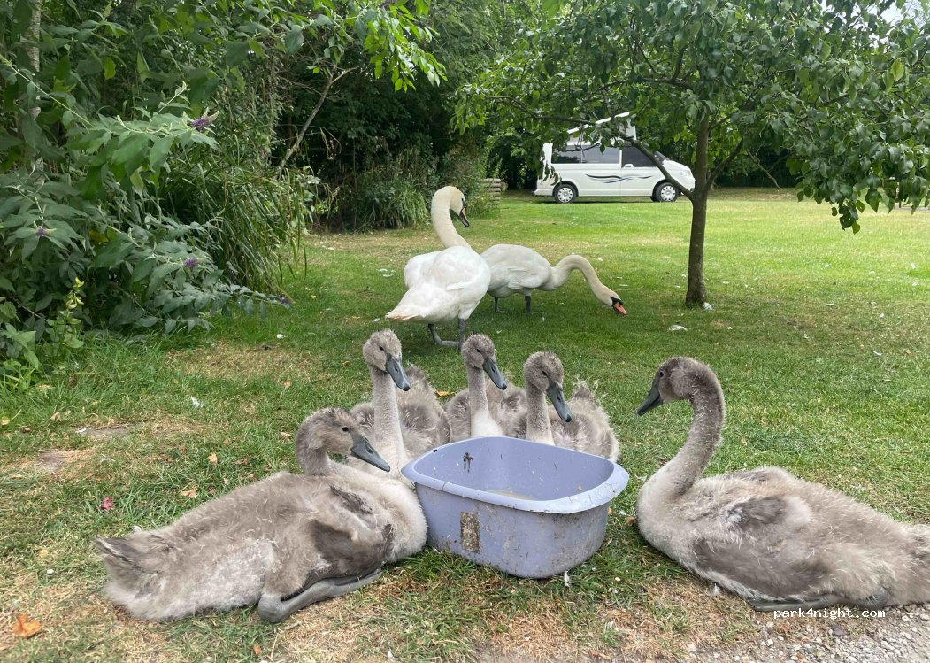 Island Meadow — foto 2