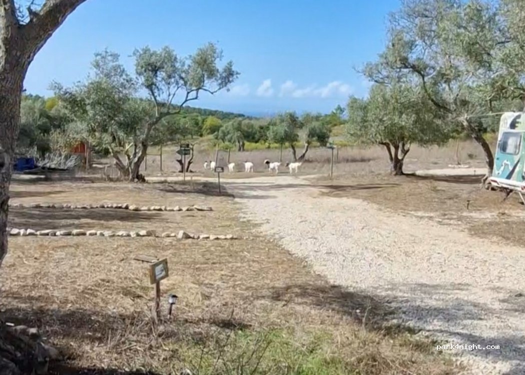 Fauna Sesimbra - Camping — foto 2