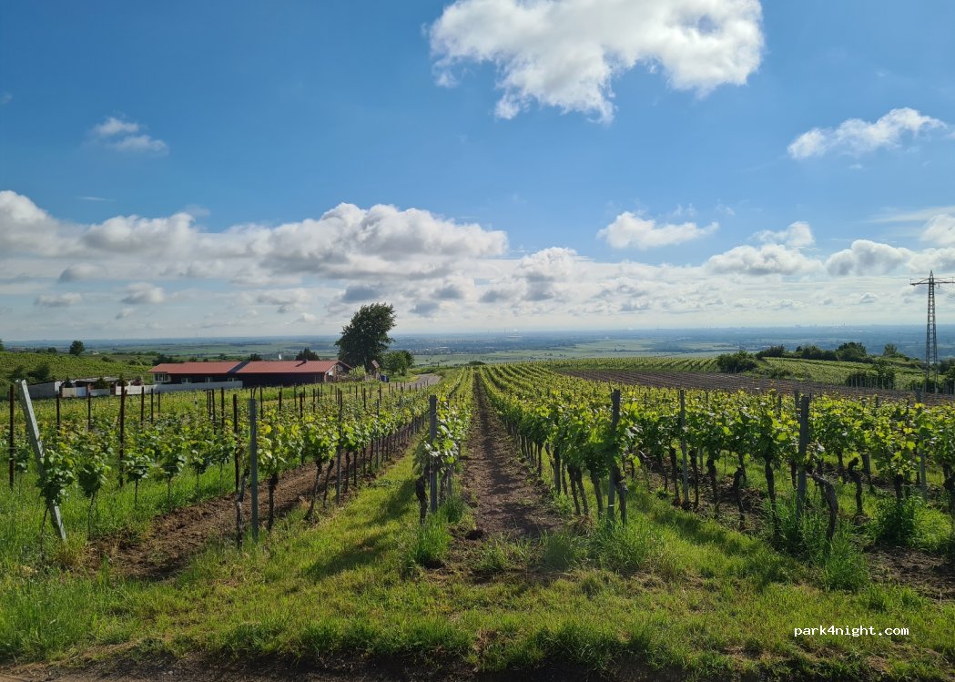 () Kallstadt - — foto