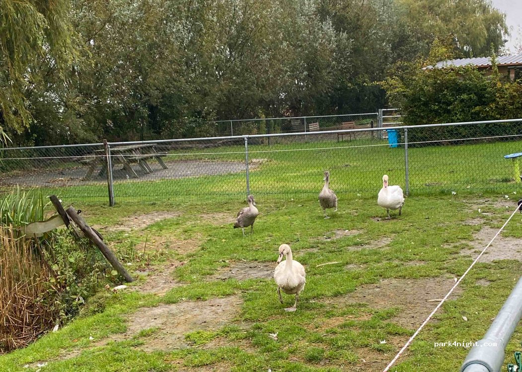 Camping de Zeemeeuw — foto