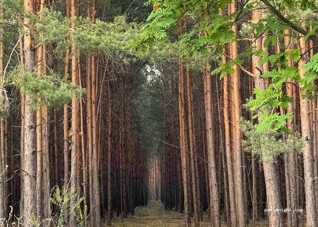 (14822) Borkheide - 21 Steinstraße — foto 4