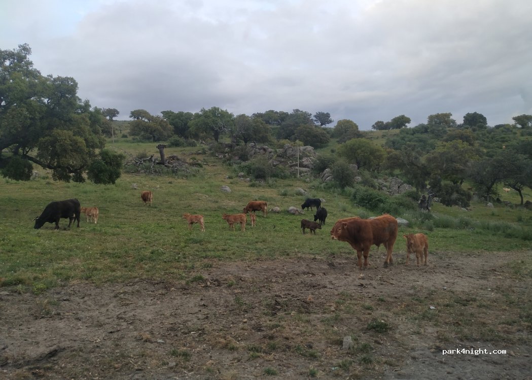(10600) Plasencia - — foto 4
