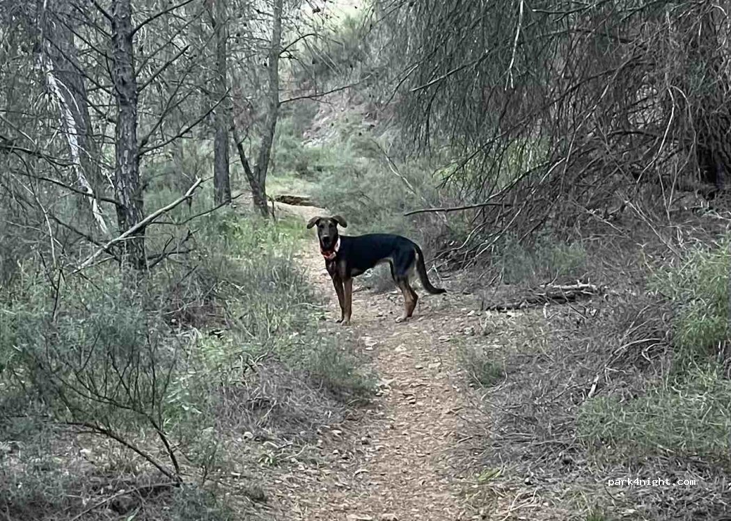 Camping Sierra Espuña — foto 5