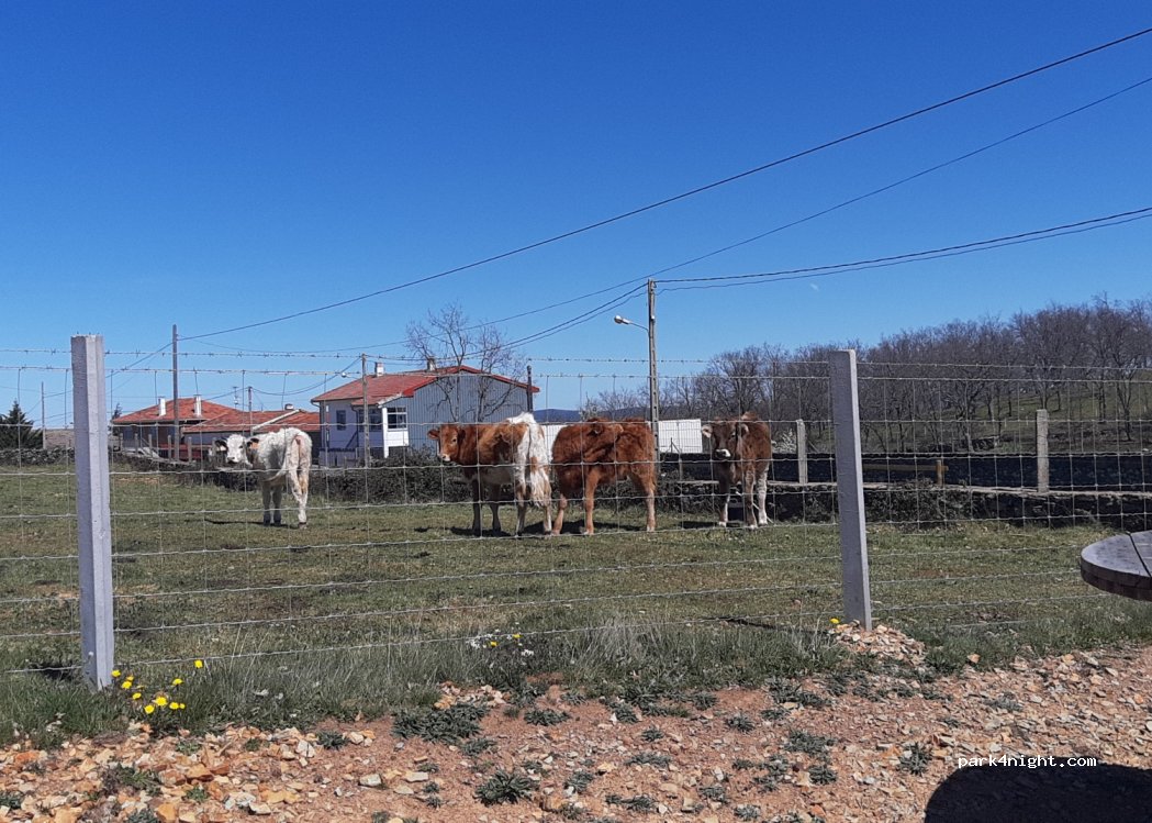 (37607) Navarredonda de la Rinconada - Calle Teso de las Corzas — foto 2