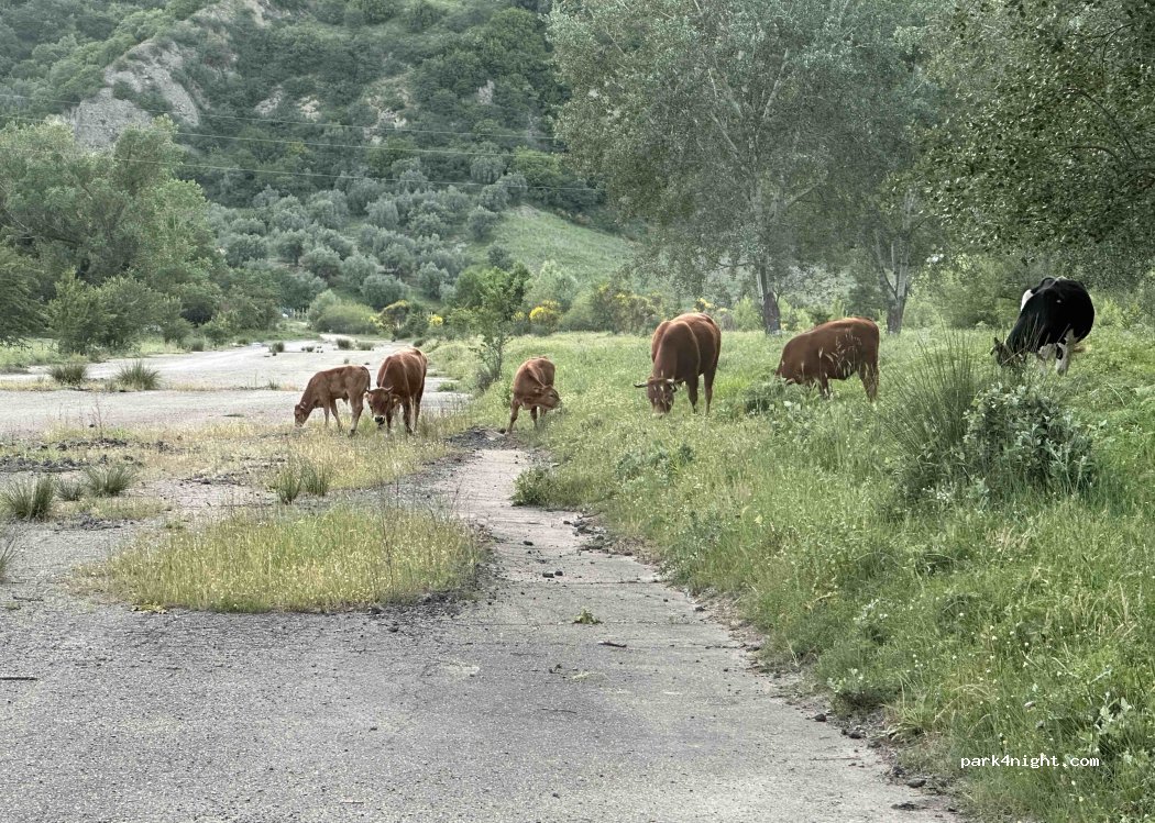 (85010) Pietrapertosa - — foto 5